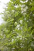 Clematis vitalba, Waldrebe, 40–60 cm, schnellwachsend Produktbild-Vorschau 3