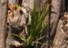 SAFLAX - dračí strom - Dracaena Draco - 5 Semena - S Náhled obrázku produktu 6