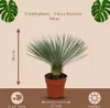 Trendyplants - Yucca Rostrata - Odolná - Záhradná rastlina Náhľad obrázku produktu 3