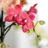 Kolibri Orchids | rote  Schmetterlings-Orchidee - Kongo - Produktbild-Vorschau 10