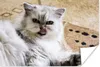 MuchoWow® Poster Perserkatze auf weichem Boden 90x60 cm - Produktbild-Vorschau 1