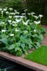 Bloomique - Zantedeschia Aethiopica - White Arum - Rośliny Podgląd zdjęcia produktu 2