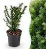 Green boutiQ - 16x Taxus baccata - Eibe - Heckenpflanzen - Produktbild-Vorschau 1