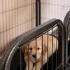 A golden retriever puppy is inside a metal enclosure. Podgląd zdjęcia produktu