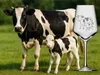 Weinglas 350 ml mit graviertem Kuh-Kalb Motiv Produktbild-Vorschau 5