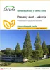 SAFLAX - Praveký svet - sekvoja - Metasequoia Náhľad obrázku produktu 1
