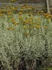 6 x Santolina chamaecyparissus - Herbe sacrée - Pot 9 x 9 Voir les images du produit 2