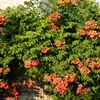 Trubač Campsis radicans Madame Galen – oranžové květy – 2 Náhled obrázku produktu 1