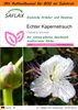 SAFLAX - Garden in the Bag - Kräuter - Echter Kapernstrauch Produktbild-Vorschau 1
