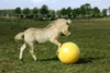 Maximus Power Play Ball gelb, Durchmesser: 75 cm Produktbild-Vorschau 5