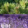 leovet Relax Aromaspray Spray al pino cembro per rilassarsi Anteprima dell’immagine prodotto 3