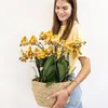 Sada oranžových orchidejí Kolibri Orchids v bavlněném Náhled obrázku produktu 2