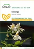 SAFLAX - Moringa - Moringa oleifera - 10 Samen Produktbild-Vorschau 1