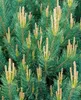 Pinus sylvestris 'Watereri', Kiefer, kompakt, 50–60 cm Produktbild-Vorschau 11