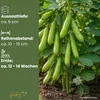 GardenTaurus Puffbohnen (Grosse Bohnen) Frühe Weißkeimige Produktbild-Vorschau 4