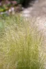 Stipa tenuissima 'Ponytails', Ziergras, ca. 1L Topf Produktbild-Vorschau 10