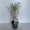 Indigofera heterantha - Himalaya-Indigostrauch | 40-50 cm Produktbild-Vorschau 1