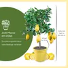 Meine Orangerie Zitronenbaum Mezzo - echte Zitrone - Produktbild-Vorschau 8