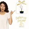Bonsai Klon japoński Acer Deshojo  w ceramicznej doniczce Podgląd zdjęcia produktu 8