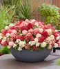 BALDUR Garten 1x Niedrige Hortensie 'Groundbreaker® Ruby®', Produktbild-Vorschau 2
