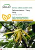 SAFLAX - Parfumový strom / Ylang Ylang - Cananga odorata - Náhľad obrázku produktu 1