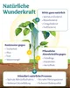 deNatura PflanzenWunder – Natürlich starke Pflanzen mit Produktbild-Vorschau 6