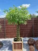 Geflochtener Weidenbaum 180 cm Geflochtene Weide - Produktbild-Vorschau 4