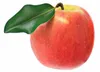 Malus Domestica Jonagold 120 cm Jabłoń Jabłoń Jonagold Podgląd zdjęcia produktu 1