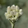 6 x Katzenpfötchen - Antennaria dioica borealis  | Topf 9cm Produktbild-Vorschau 2