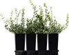 Wintercreeper Silver Queen 2L Anteprima dell’immagine prodotto 6