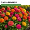 Zinnien Dahlienblütige Riesen, Mischung Samen - Zinnia Produktbild-Vorschau 2