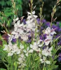 BALDUR Garten 2x Prachtkerze - Gaura 'Weiß', Pflanzen im Produktbild-Vorschau 1