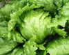 Křupavý ledový salát Královna letních salátů Semena rané Náhled obrázku produktu 7