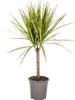 Dracaena Marginata Sunray Drachenbaum Ø17cm 60-80cm Produktbild-Vorschau 1