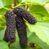 Morwa czarna Illinois Everbearing 2L Podgląd zdjęcia produktu 1