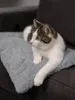 A cat is lying on a gray blanket on a dark couch. Voir les images du produit