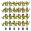 Green boutiQ - 24x Photinia fraseri Little Red Robin - Voir les images du produit 2