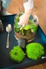 Gardners Skleněná dóza MOLINIA OSÁZEJ SI SÁM Ficus Náhled obrázku produktu 6