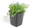 Bodendecker - Blauer Bubikopf - Isotoma fluviatilis - 9cm Produktbild-Vorschau 6