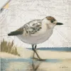 ARTland Wandbild, selbstklebend Möwe I Größe: 30x30 cm Produktbild-Vorschau 1