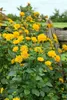 Sonnenblume Soleil d'Or, im Topf - Helianthus decapetalus Produktbild-Vorschau 2