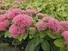 Fette Henne - Sedum telephium 'Herbstfreude' - latwa w Podgląd zdjęcia produktu 7