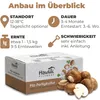Hawlik Pilzbrut Steinchampignonkultur klein – Pilzzucht Set Produktbild-Vorschau 3