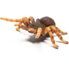 INSEKTEN: Mexican Redknee Tarantula 8 X 8,7 CM Produktbild-Vorschau 4