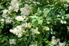 A close-up view of a flowering Ligustrum vulgare 'Atrovirens' plant, also known as common privet. Produktbild-Vorschau