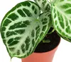 Dehner Herzblattblume, Anthurium crystallinum, Silver Produktbild-Vorschau 2