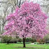 Magnolien Dünger für Magnolie Pflanzen Blühende Bäume Produktbild-Vorschau 2