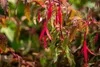 Fuchsia magellanica 'Riccartonii', winterhart, rot-violett, Podgląd zdjęcia produktu 7