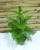 [Palmenlager] Araucaria heterophyla 80-100 cm / Zimmertanne Produktbild-Vorschau 1