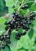 A close-up view of a branch of blackcurrants with ripe berries and green leaves. Produktbild-Vorschau